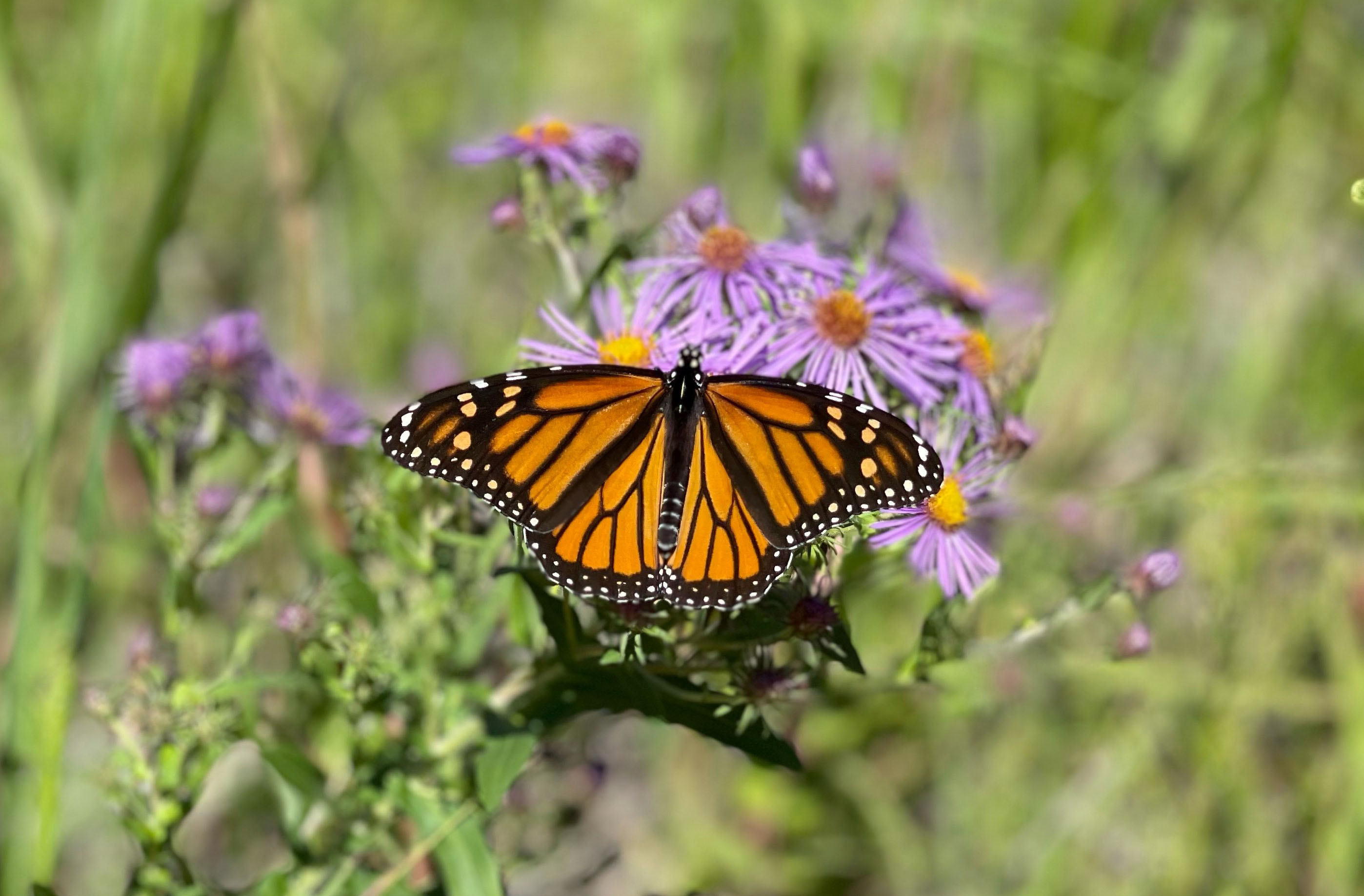 Photo of a monarch butterfly