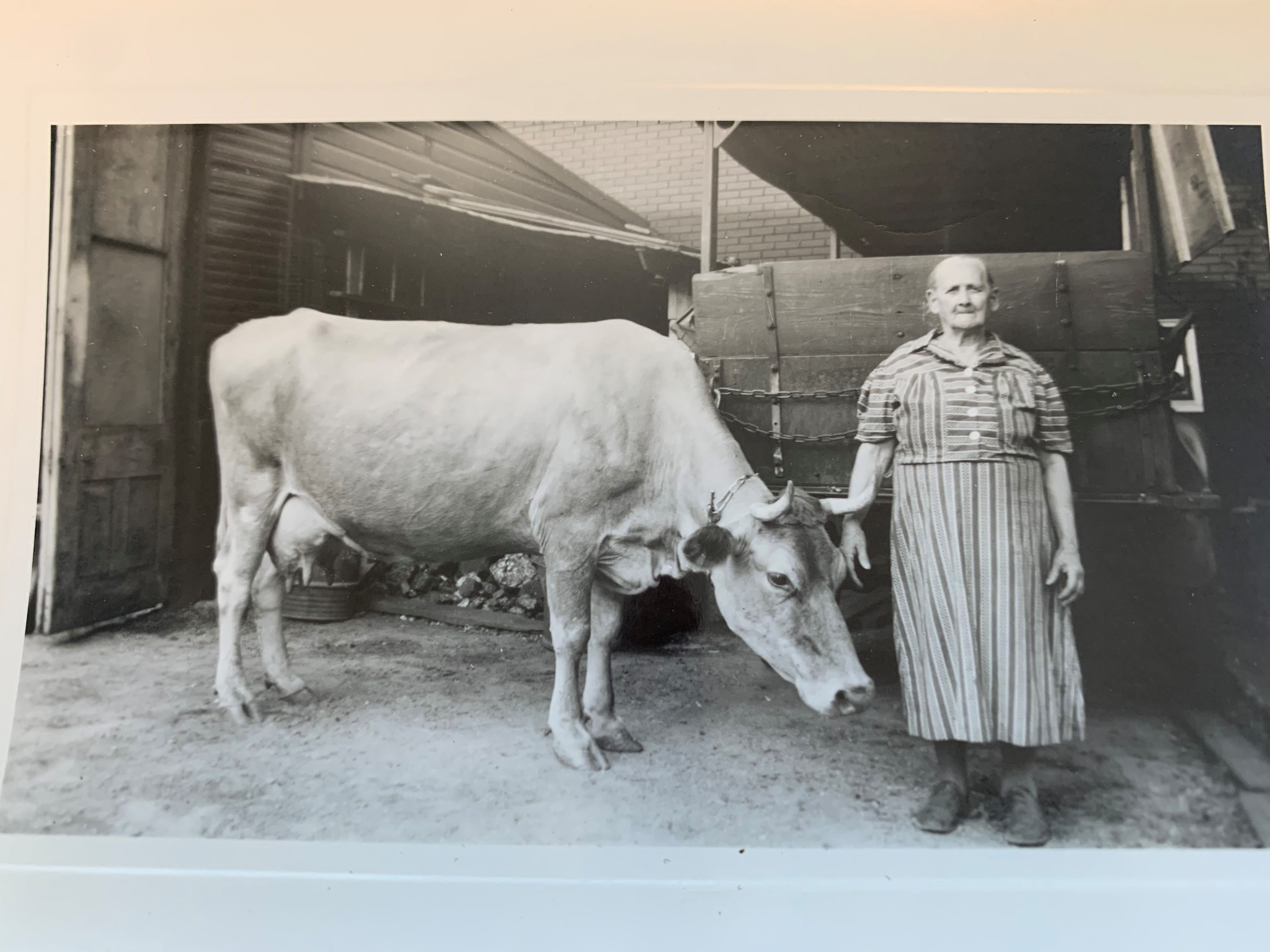 Rudy Gump's mother, Rose, with her cow. The Gumps lived across the street at 2144 Queen City Avenue