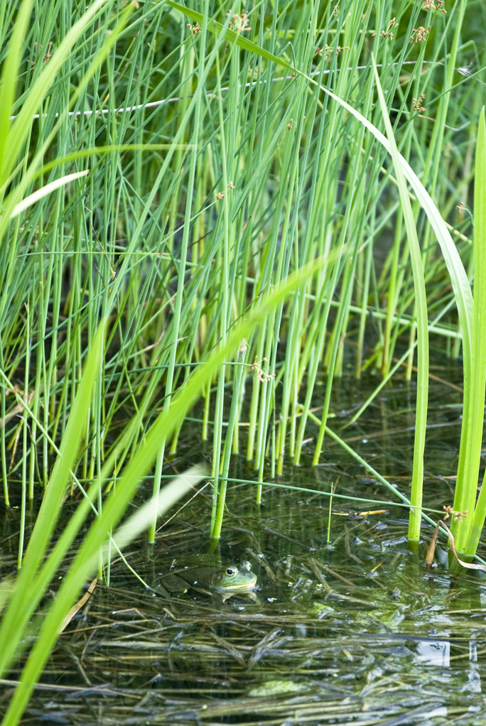 Graphic showing how plants help control and clean rainwater runoff and help <br/>create habitat.