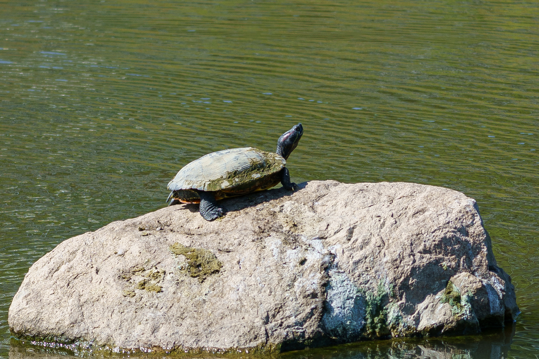 Photo of the pond