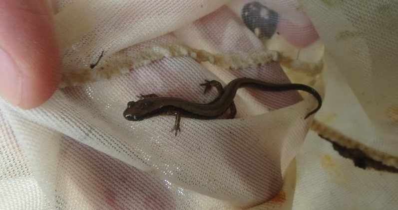 Salamander at LM sampling site 87