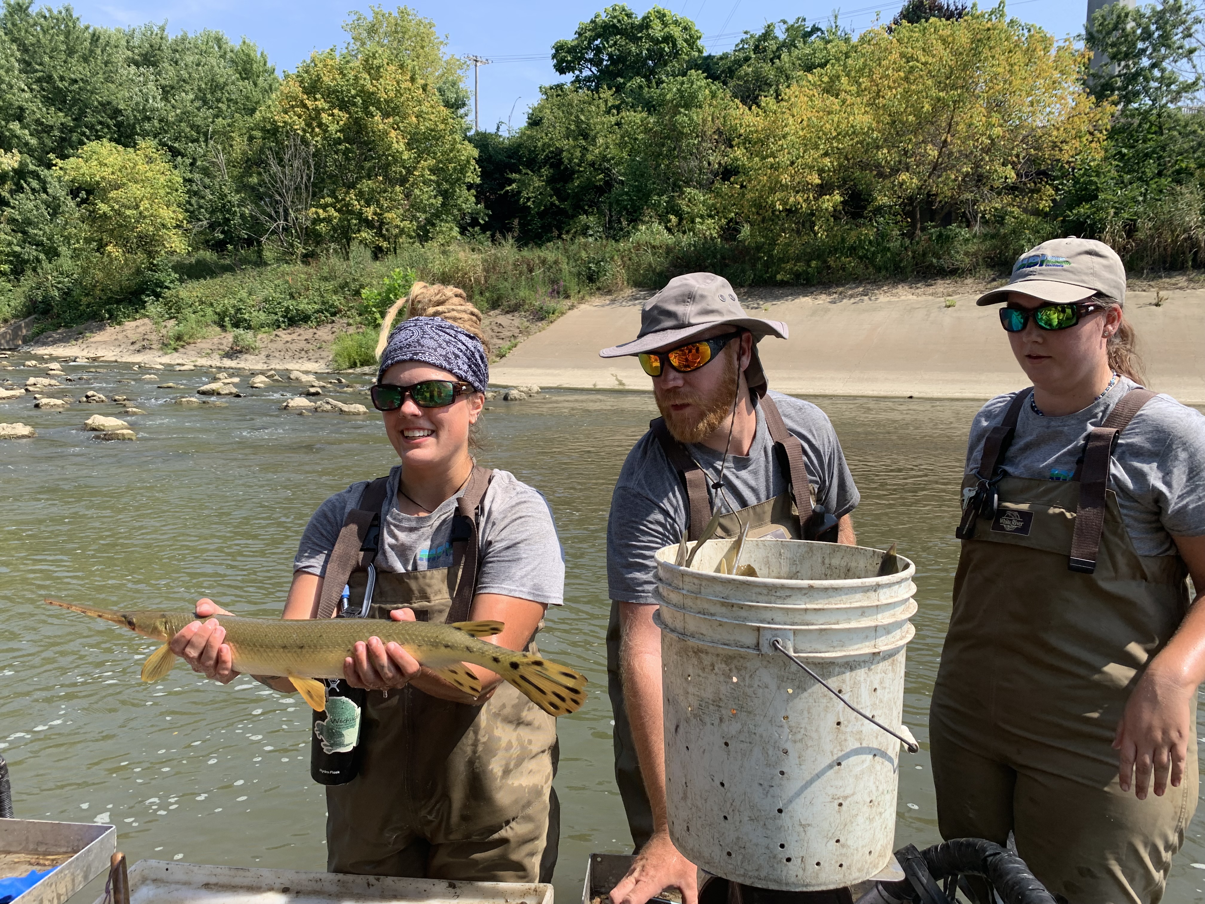 Photo of a longnose gar in the Mill Creek